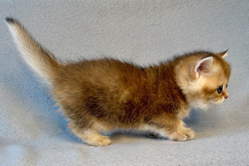 Lumiq Munchkin male black golden ticked tabby - live animals