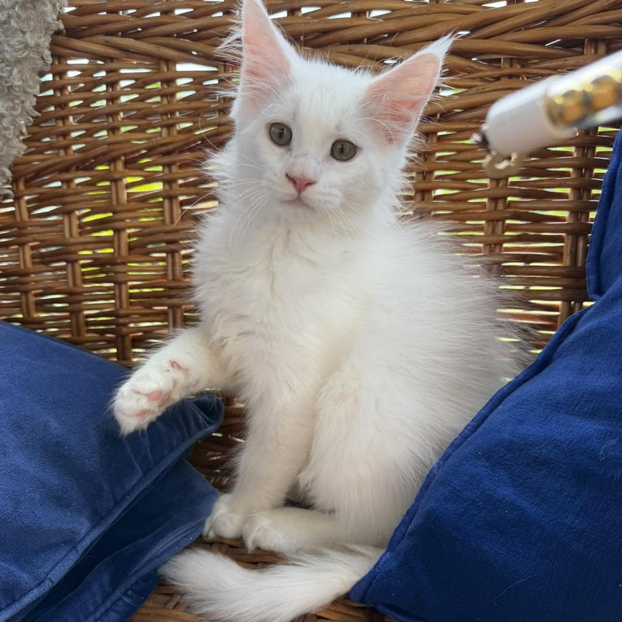 Vivian Maine Coon male, white