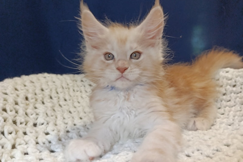 Germes Maine Coon male, red smoke