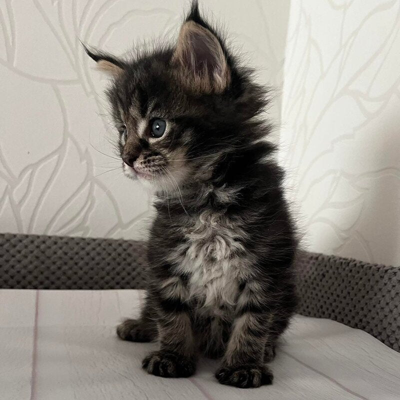 Iris Maine Coon female, black tabby