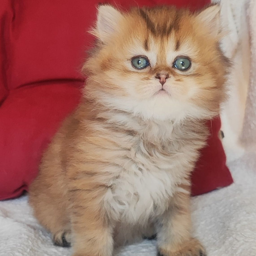 Yudjin Scottish Straight male, black golden ticked tabby