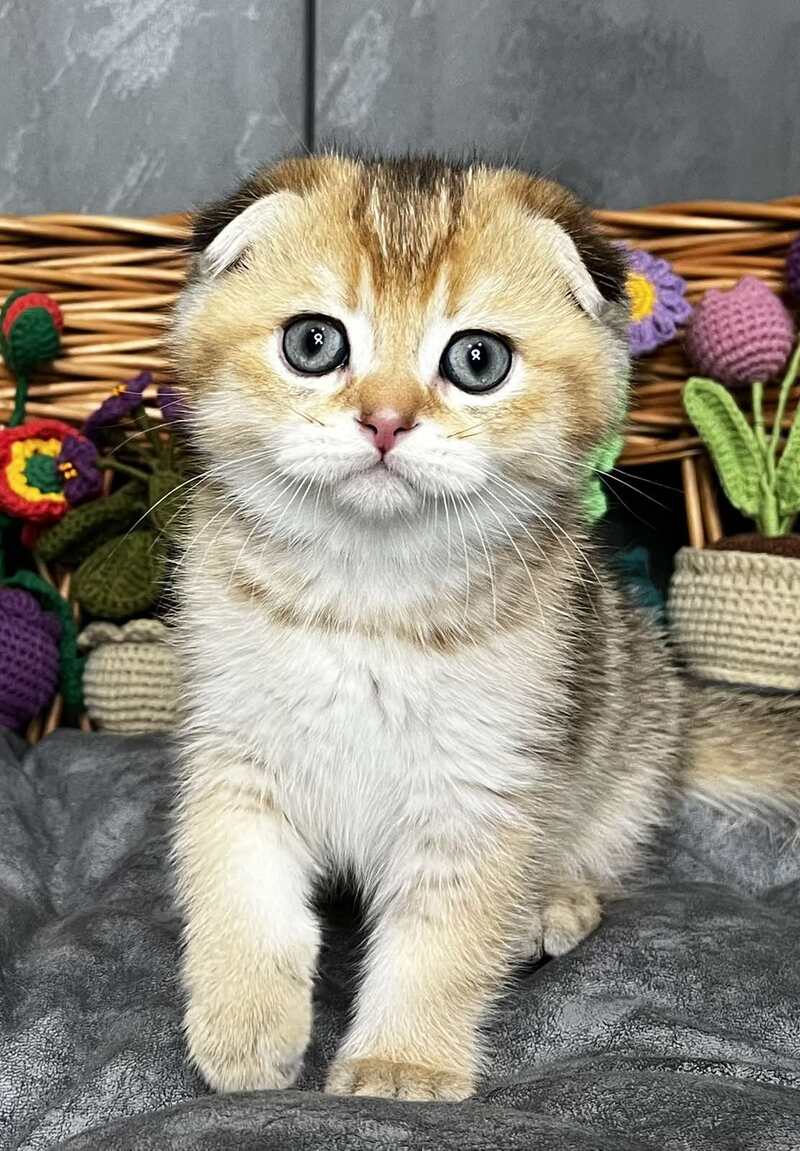 Konan Scottish Fold male black golden ticked tabby - live animals