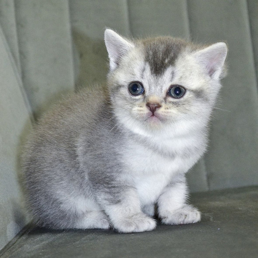 Anet Scottish Straight female, blue silver ticked tabby