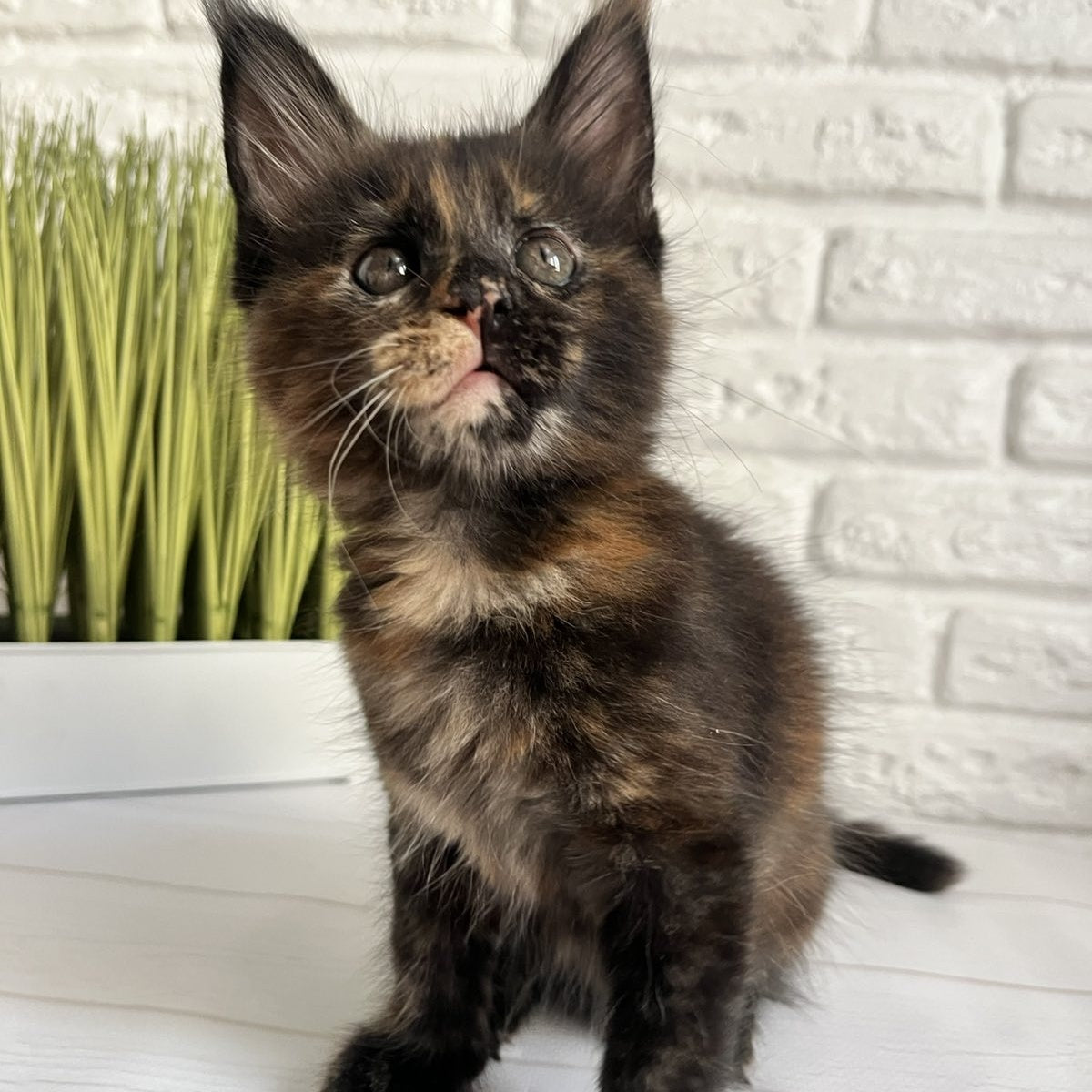 Karen Maine Coon female, black tortie