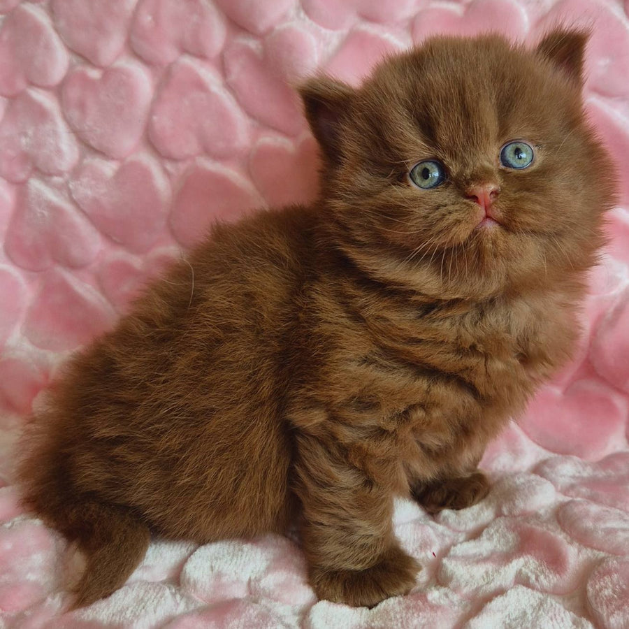 Gucci British Longhair male, cinnamon