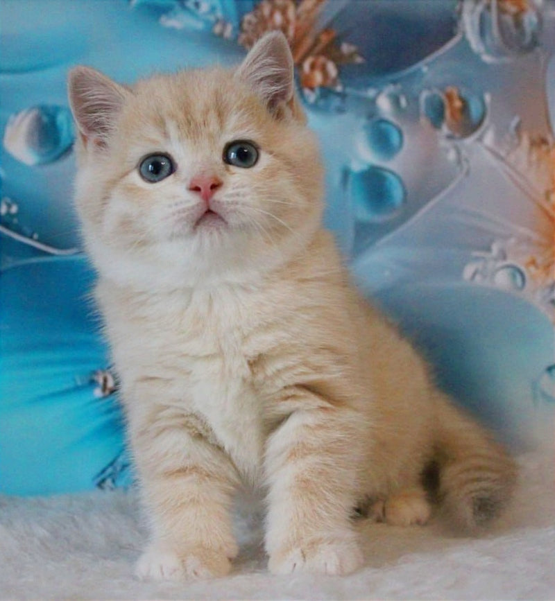 Gucci British Shorthair male, lilac golden shaded
