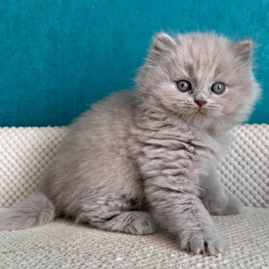 Bear British Longhair male, lilac