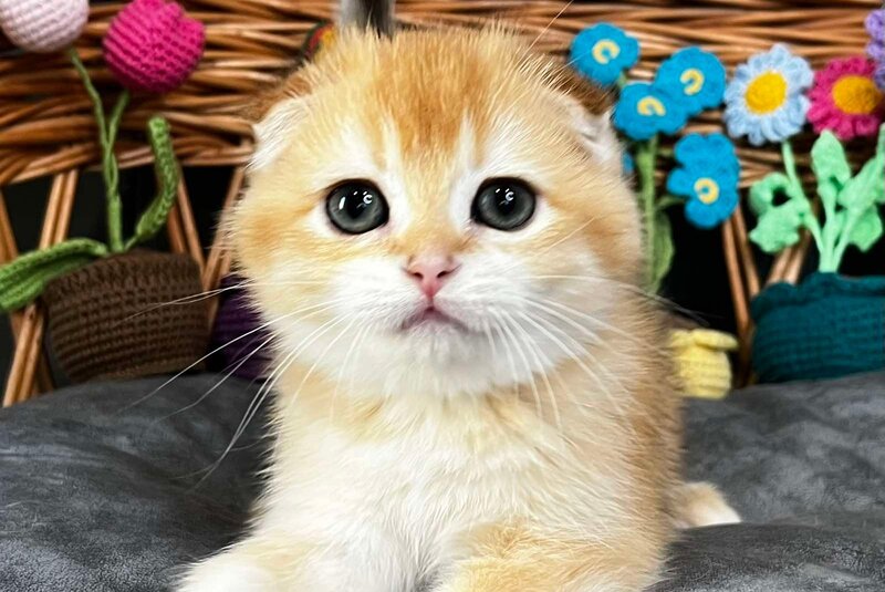 Kerry Scottish Fold female, black golden chinchilla
