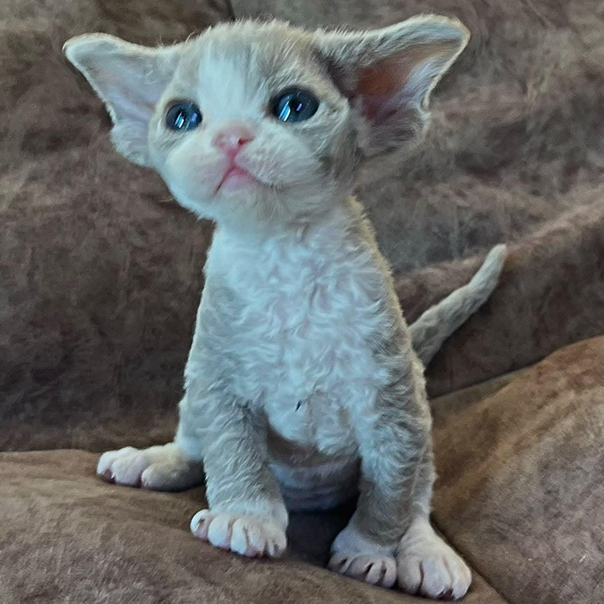Vasilisa Devon Rex female, lilac bicolour