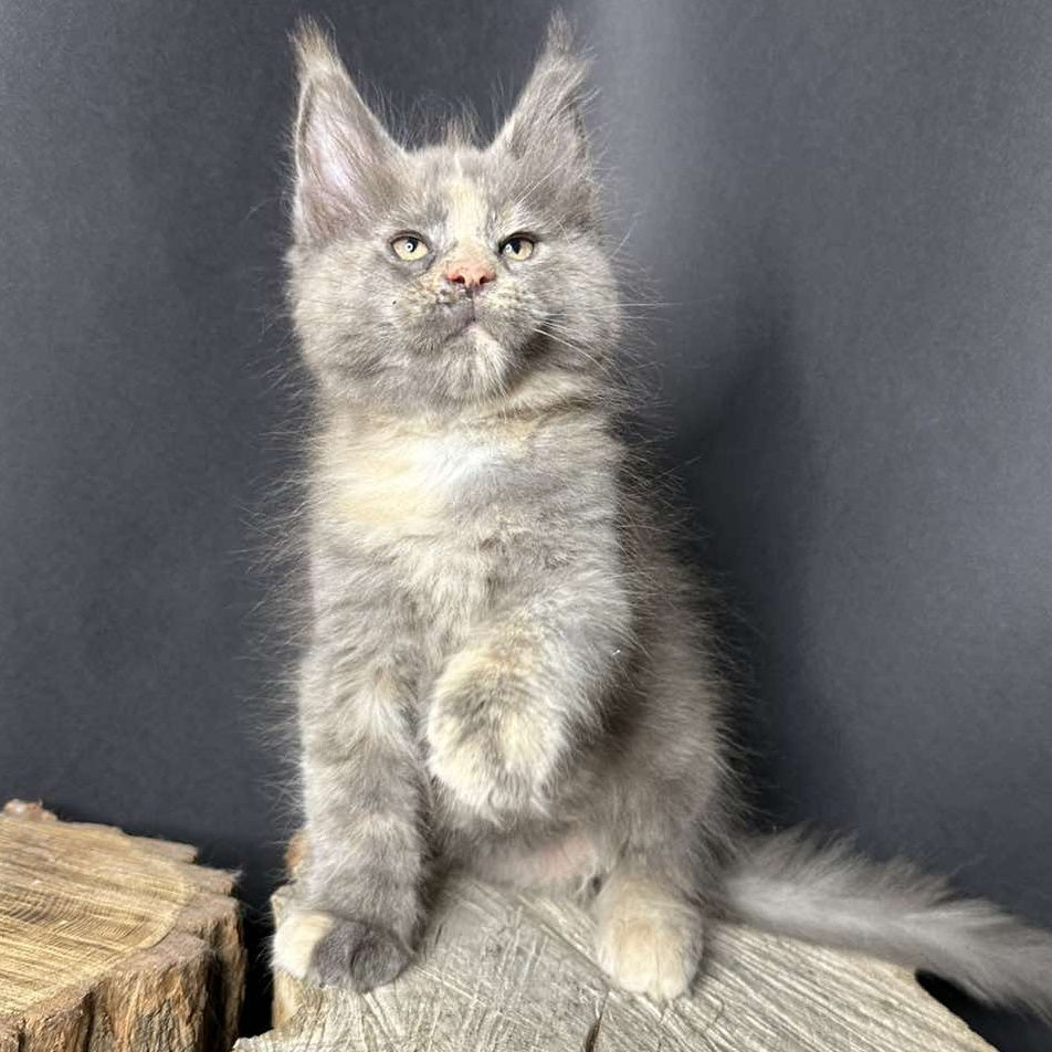 Petunia Maine Coon female, blue tortie with white