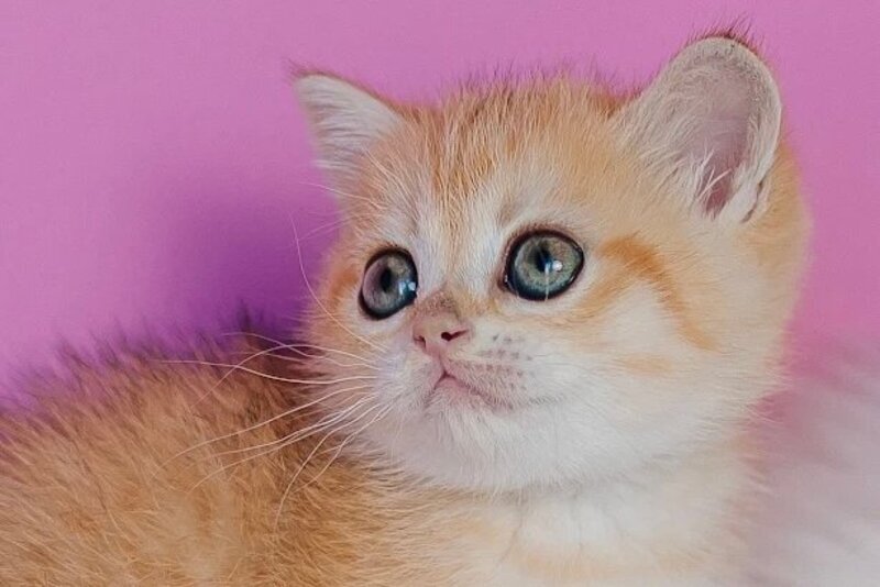 Flower Scottish Straight female, black golden spotted tabby
