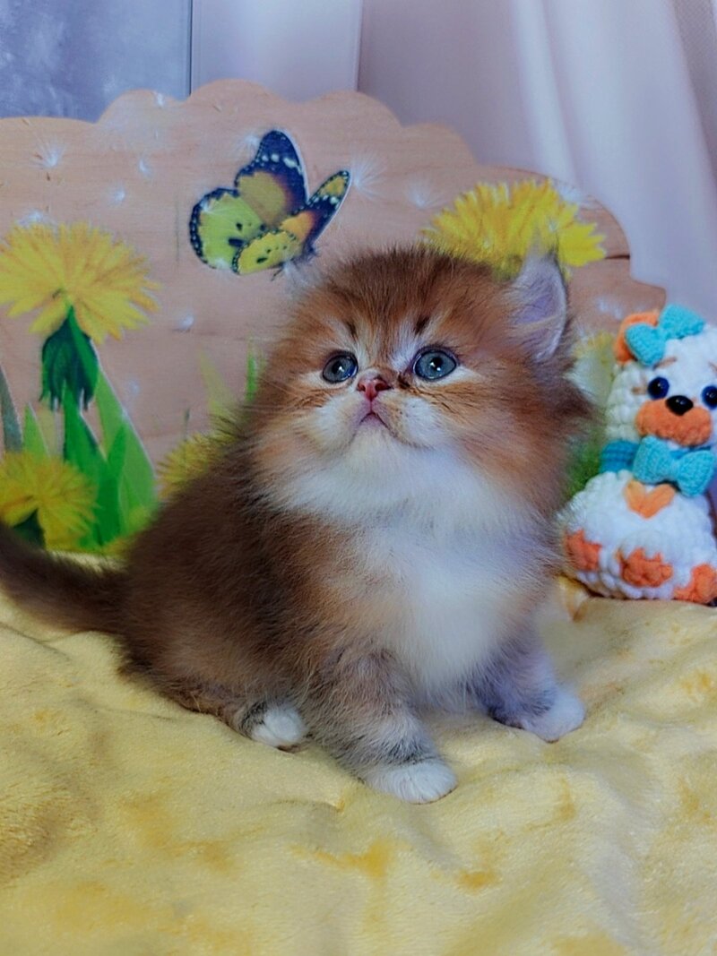 Nox British Longhair male, chocolate golden ticked tabby