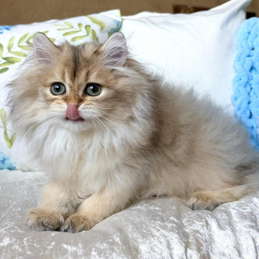 Cliff British Longhair male, black golden shaded