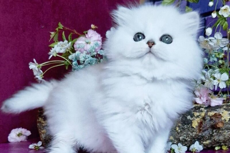 Naomi British Longhair female black silver shaded - live animals