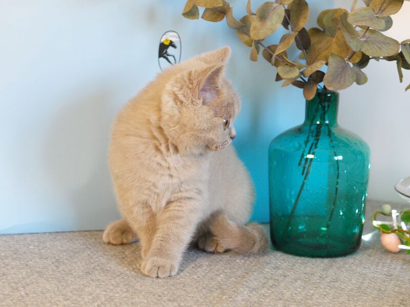 Nola British Shorthair female lilac - live animals