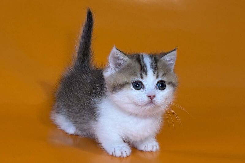 Yavik Munchkin male black golden ticked tabby - live animals