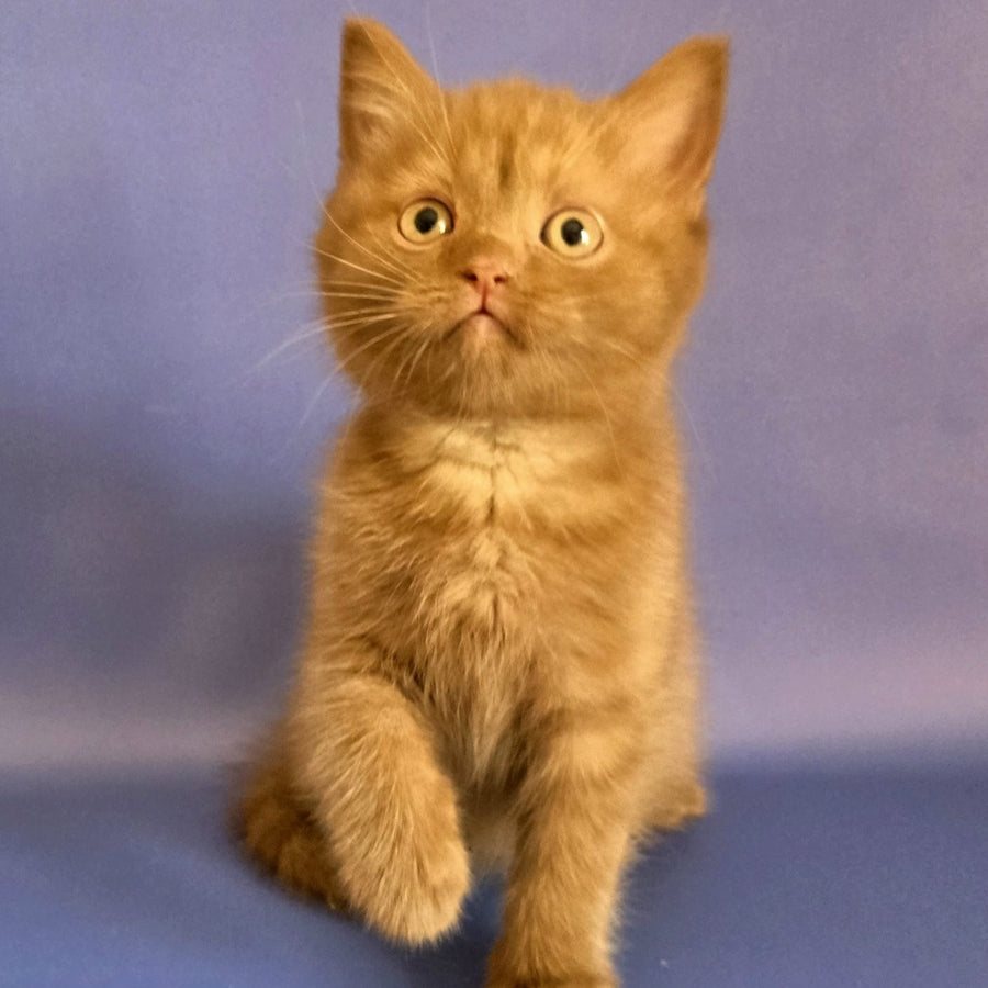 Baton Scottish Fold male, cinnamon