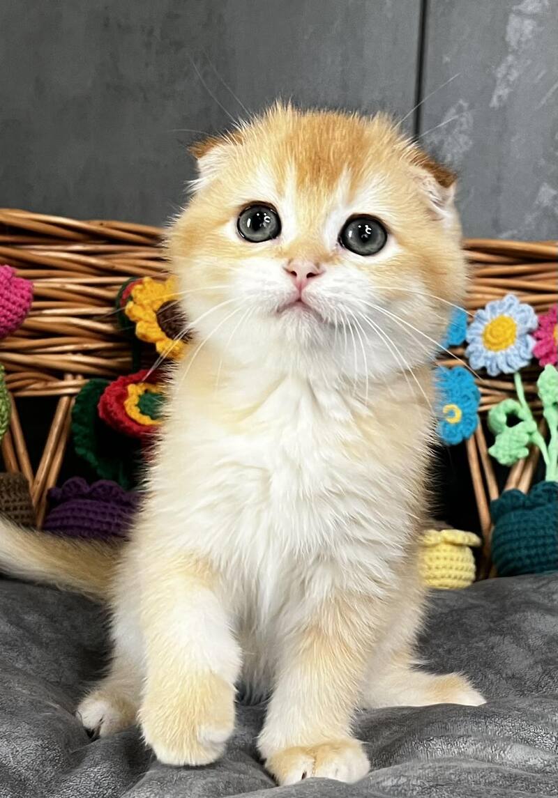 Kerry Scottish Fold female black golden chinchilla - live animals