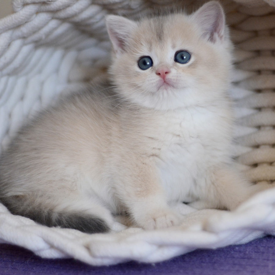 Yannis British Shorthair male, blue golden chinchilla
