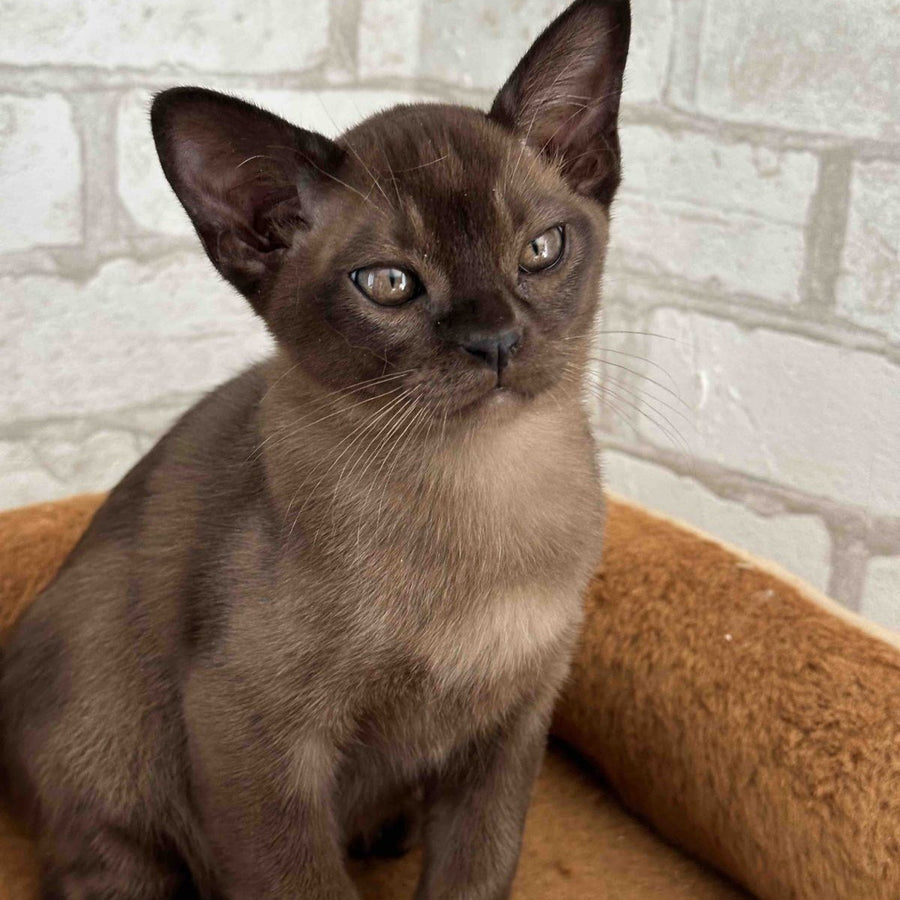Unity Burmese male, sable