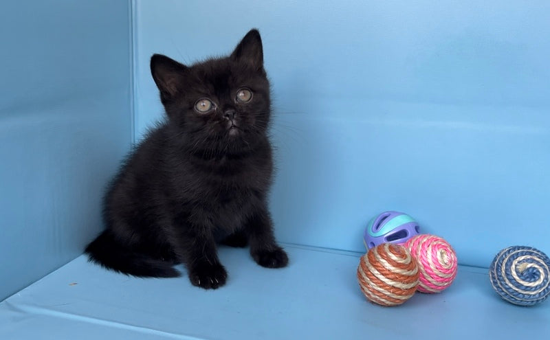 Wex British Shorthair male black - live animals