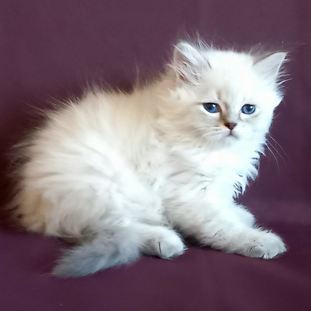 Mikhey Siberian male, blue tabby pointed