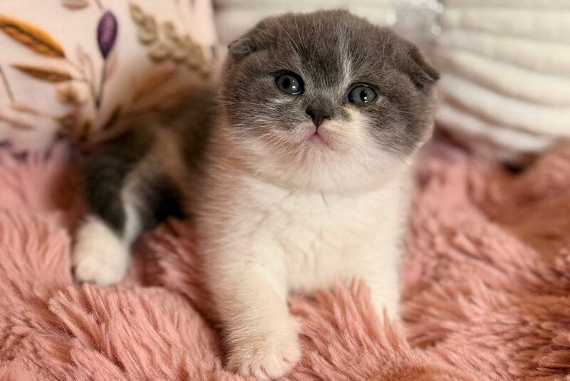 Ponochka Scottish Fold female, blue bicolour