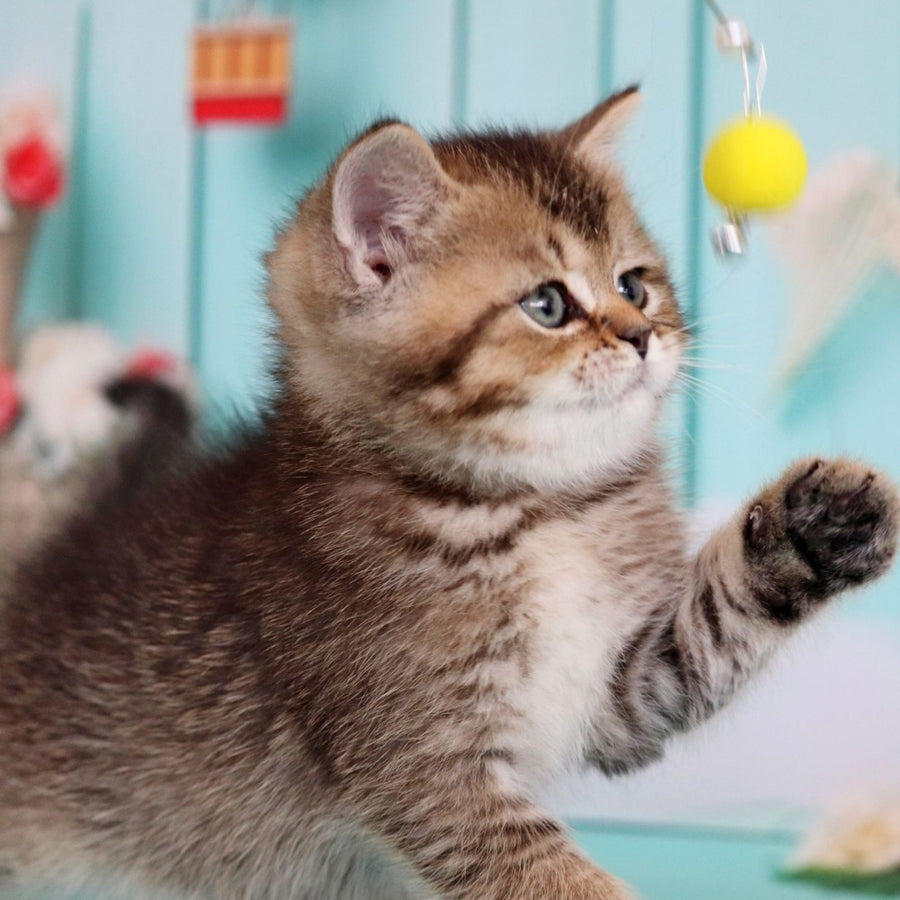 Xander British Shorthair male, black ticked tabby