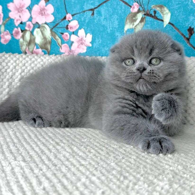 Kevin Scottish Fold male, blue