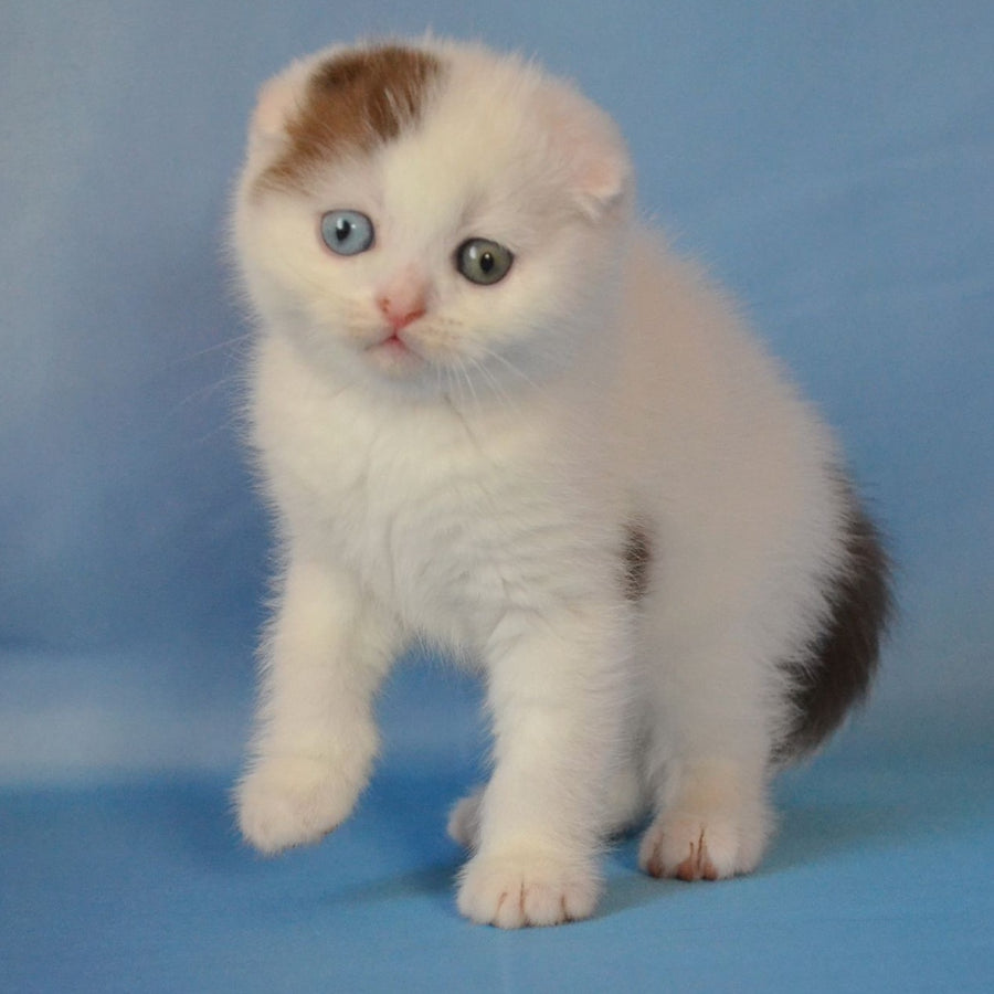 Ronny Scottish Fold male, chocolate tabby van