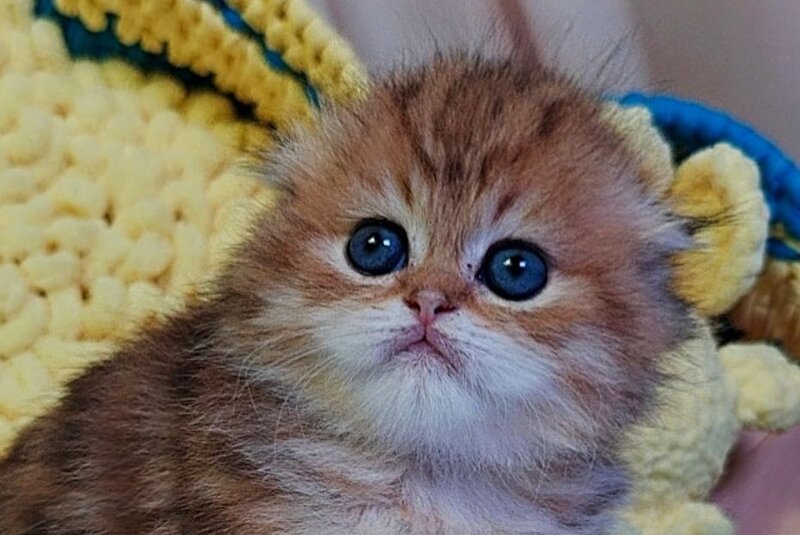 Ivon Scottish Fold male black golden tabby live animals