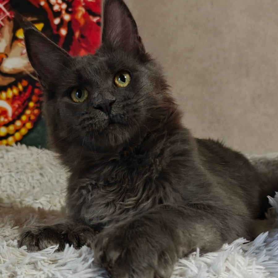 Zefir Maine Coon polydactyl 6x6x6x6 male, blue