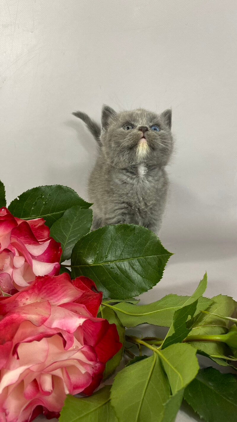 Adel British Shorthair female blue with white - live animals