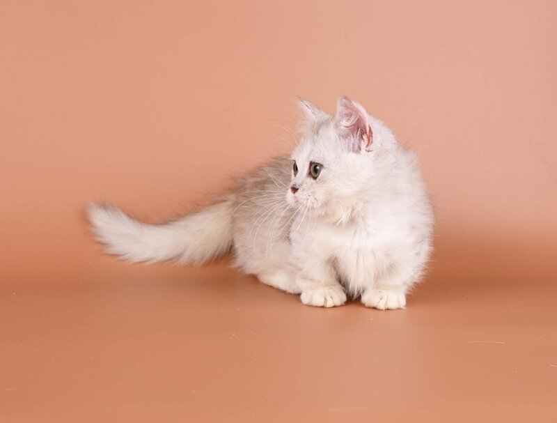 Gerda Munchkin female, black tortie silver shaded bicolour