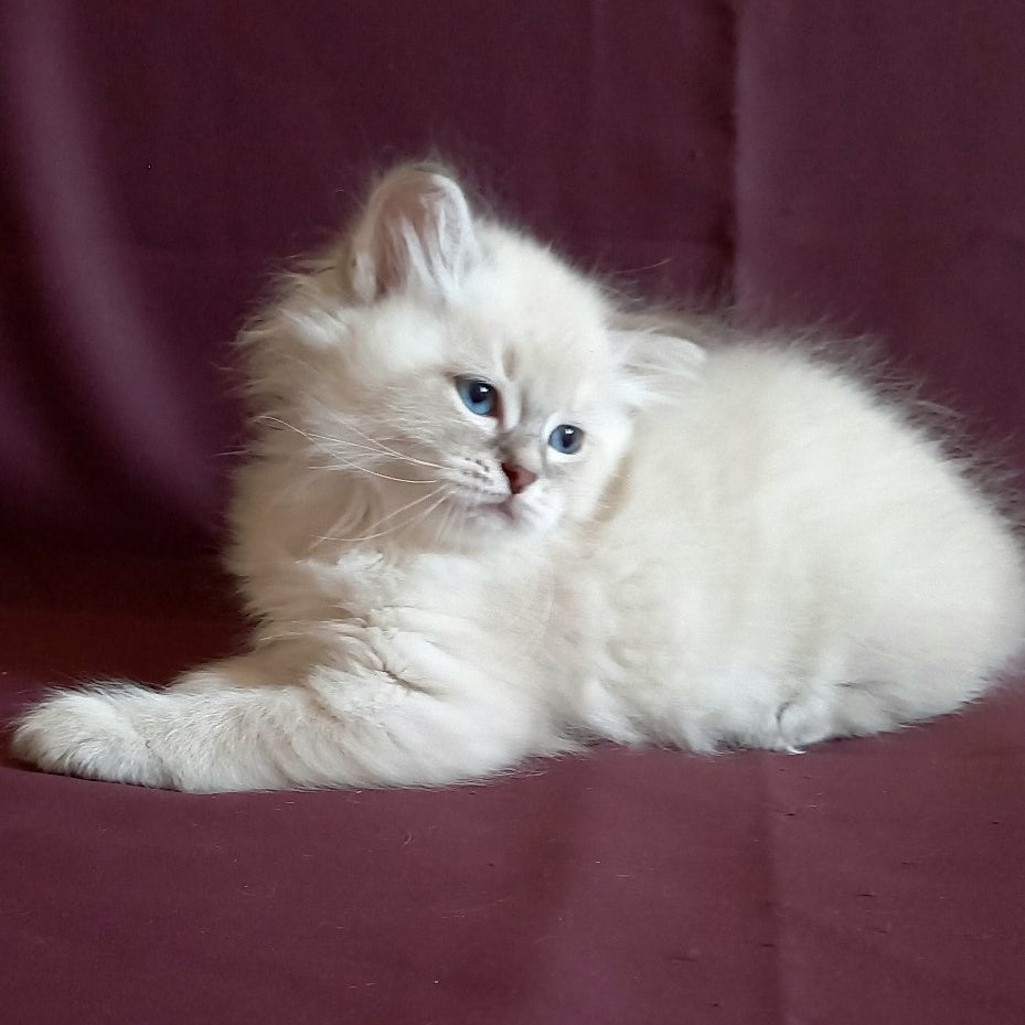 Medad Siberian male, blue tabby pointed