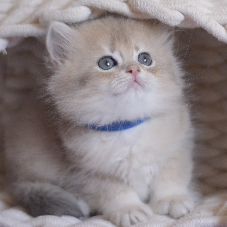 Yappy British Longhair male, blue golden chinchilla