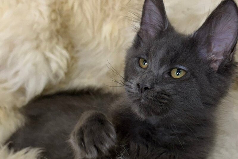 Quix Maine Coon male, blue