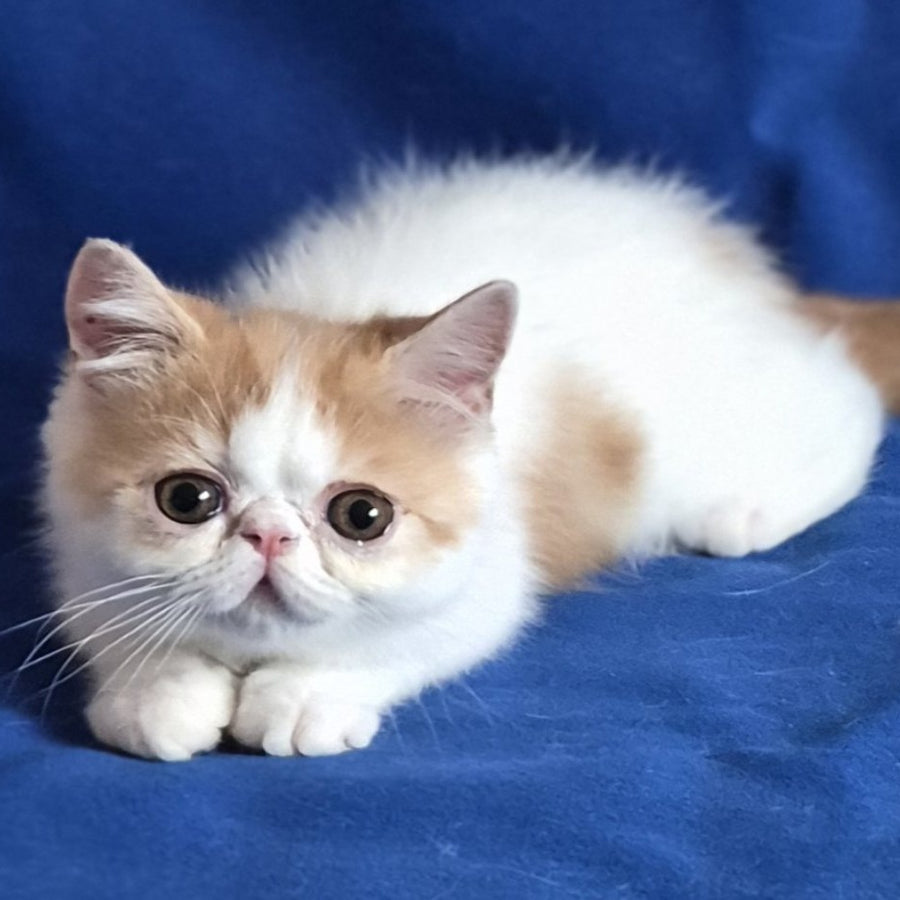 Zest Exotic male, red spotted tabby bicolour