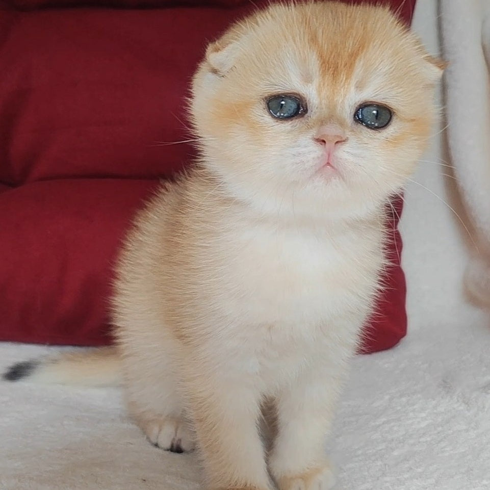 Yasmin Scottish Fold female, black golden chinchilla
