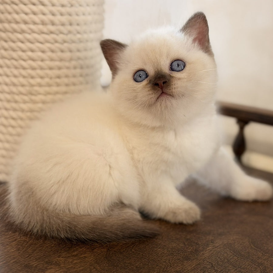 Statham British Shorthair male, chocolate pointed