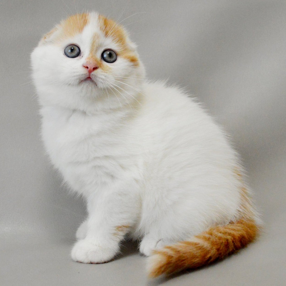 Xanthe Scottish Fold female, red silver tabby van