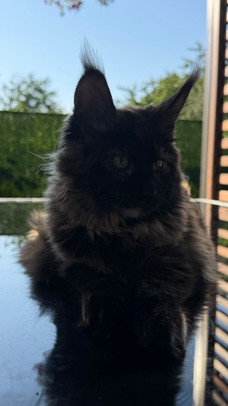 Africa Maine Coon female, black tortie