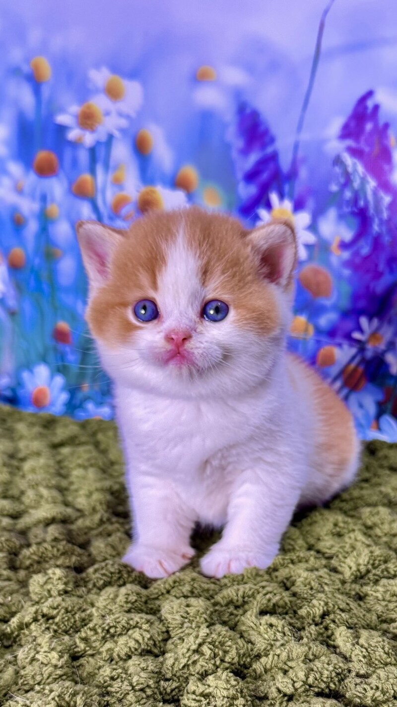 Kai Scottish Straight male red bicolour - live animals