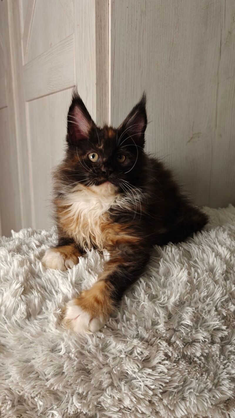 Rivera Maine Coon female black tortie bicolour live animals