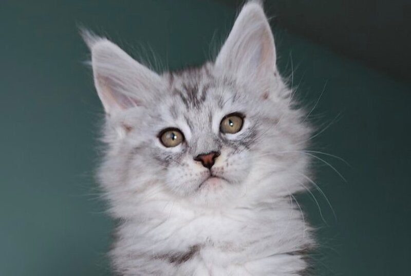 Gelios Maine Coon male, blue silver tabby