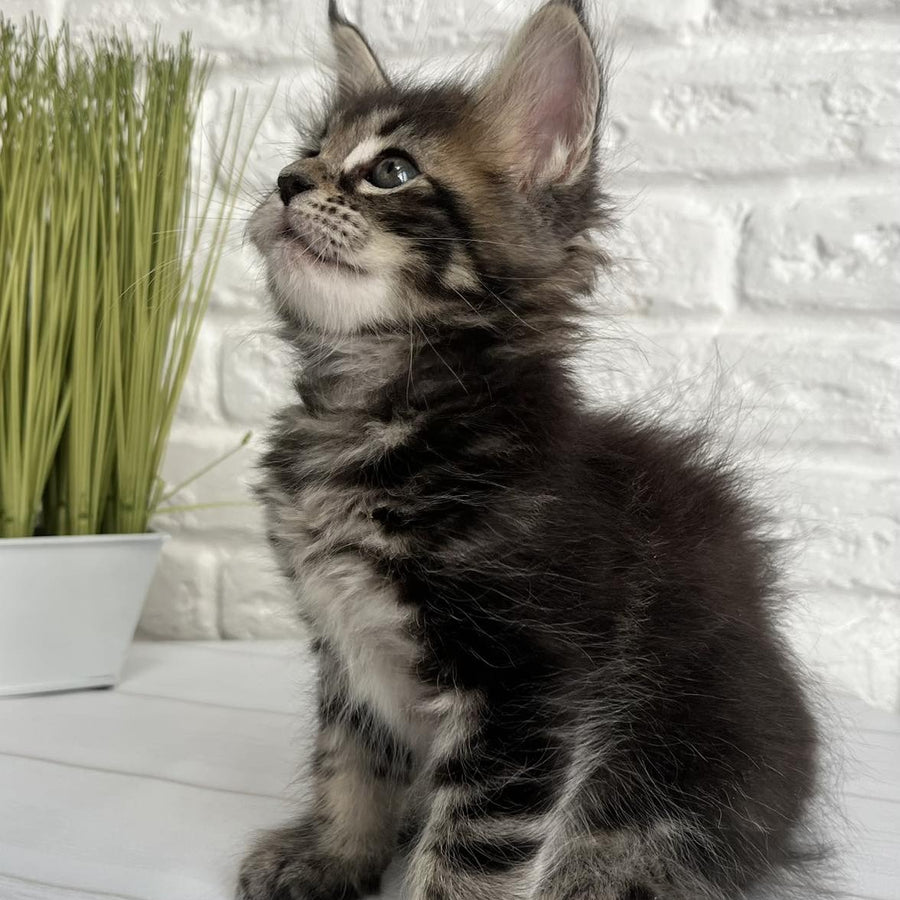 Janny Maine Coon female, black tabby