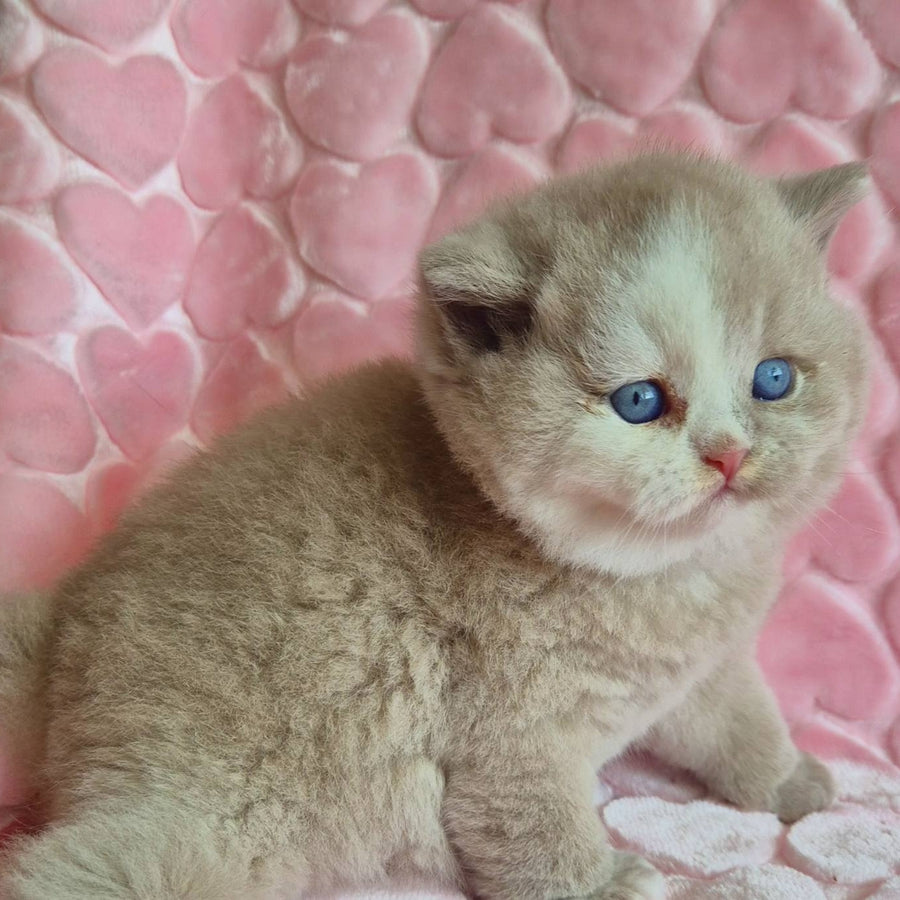 Gummy British Shorthair male, fawn with white