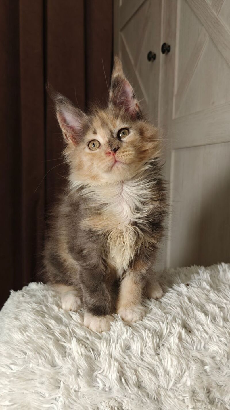 Quintara Maine Coon female blue tortie tabby bicolour live animals