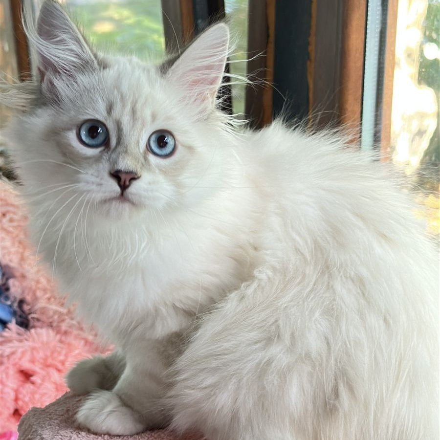 Walentine Siberian male, blue tabby pointed with white