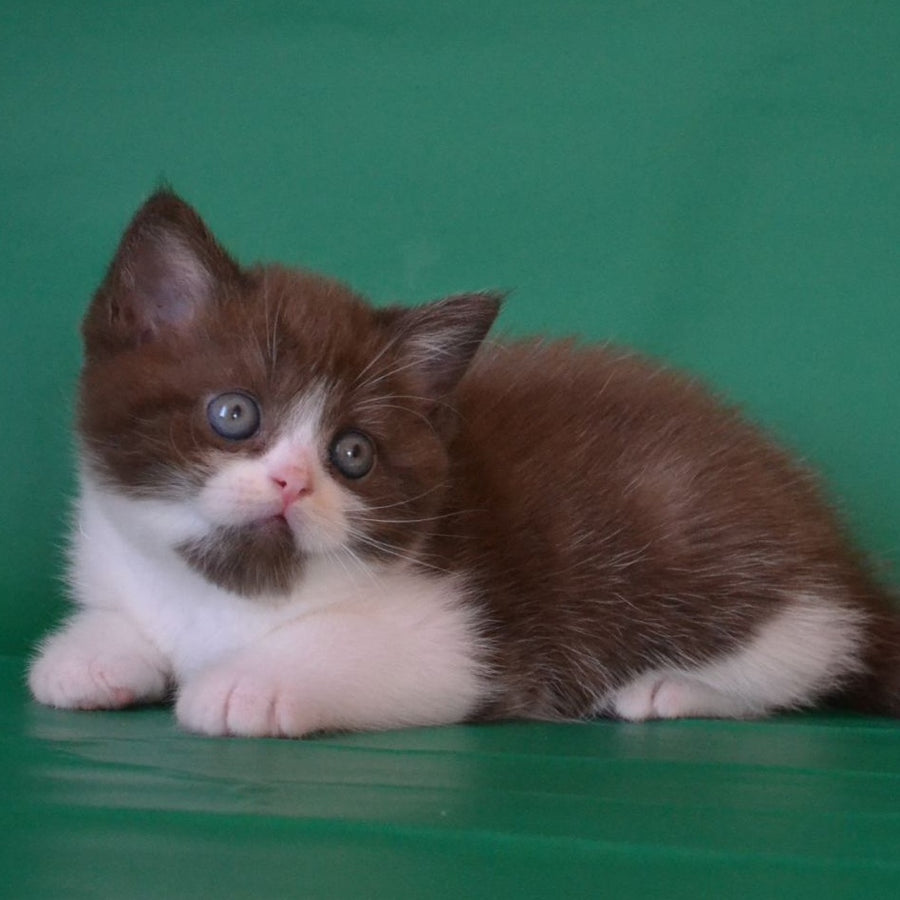 Peter Scottish Straight male, chocolate silver bicolour